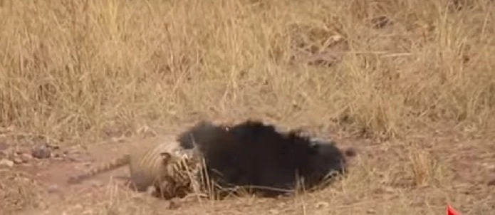 Επική μάχη τίγρης με αρκούδα με ξεκάθαρο νικητή (βίντεο)